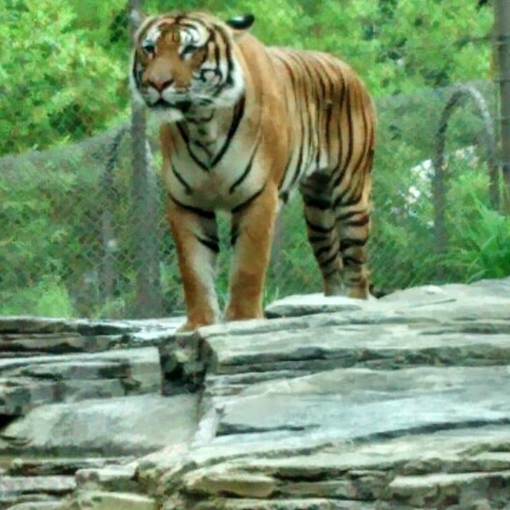 Meet your Posher, Tavaris